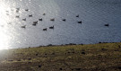 Geese, Thruscross Reservoir